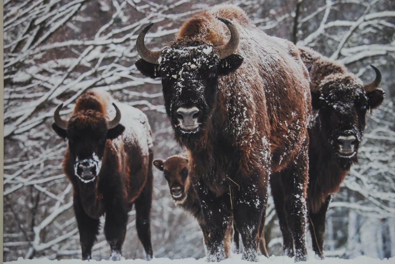 Kamienna Zagroda Bialowieza Exterior foto